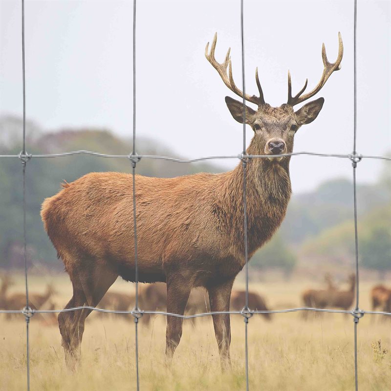 Deer, wildlife and orchards fence