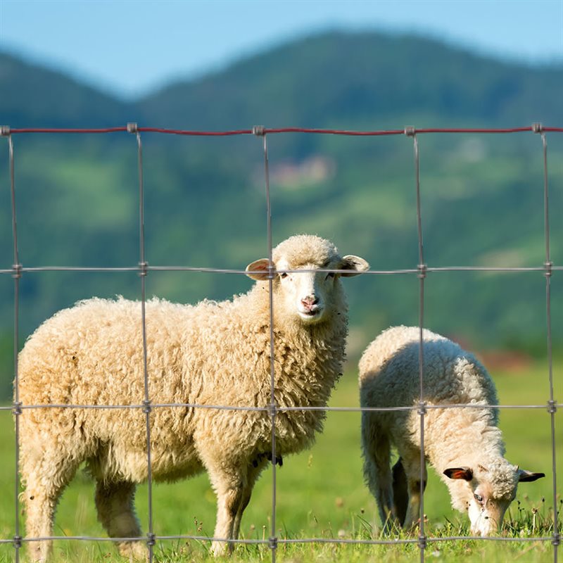 Clôtures pour chèvres et moutons