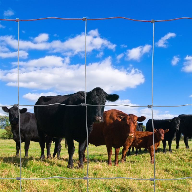 Livestock fences